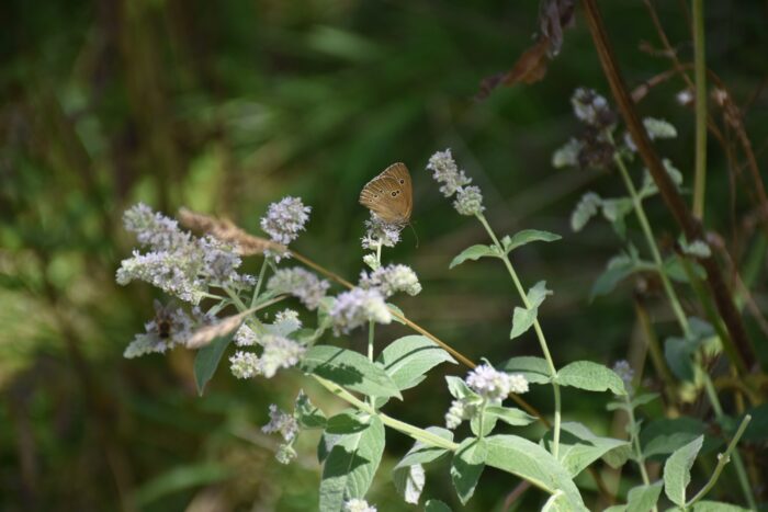 Fauna - Park miejski Pańska Góra, Andrychów
