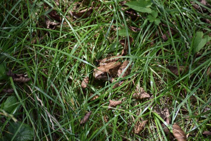 Fauna - Park miejski Pańska Góra, Andrychów