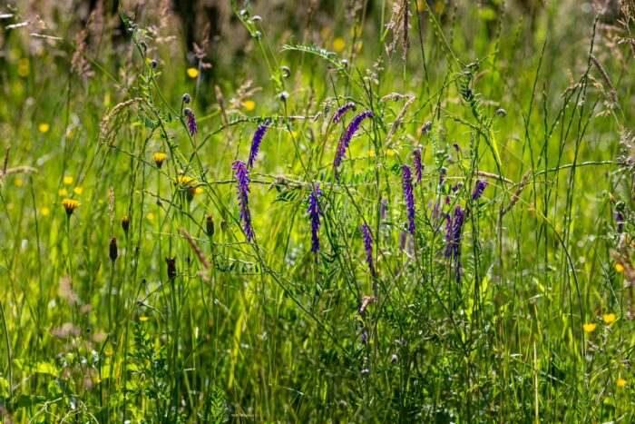 Park miejski Pańska Góra w Andrychowie - flora