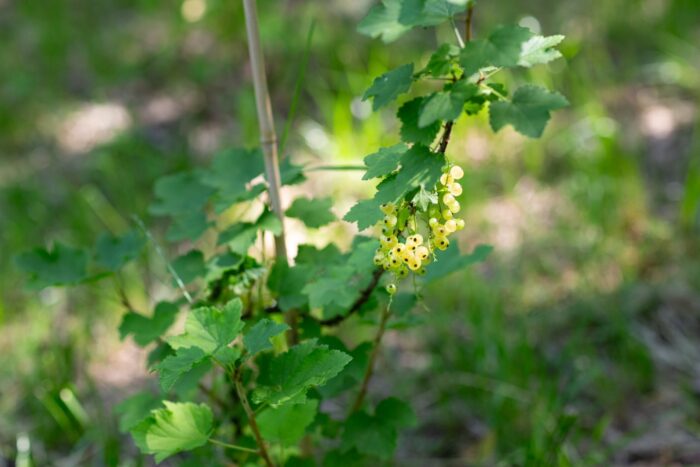 Park miejski Pańska Góra w Andrychowie - flora