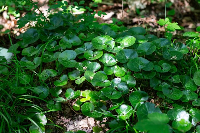 Park miejski Pańska Góra w Andrychowie - flora