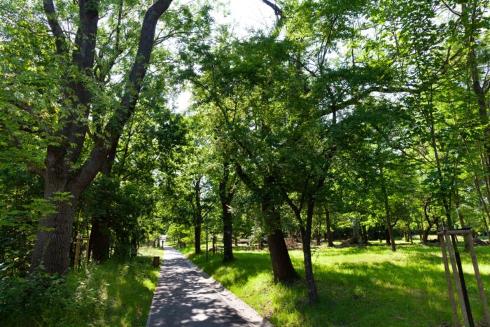 Park miejski Pańska Góra w Andrychowie - flora