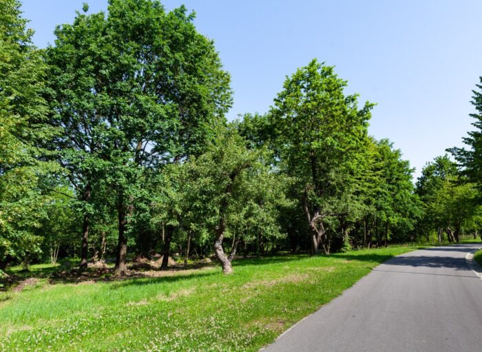 Park miejski Pańska Góra w Andrychowie - flora